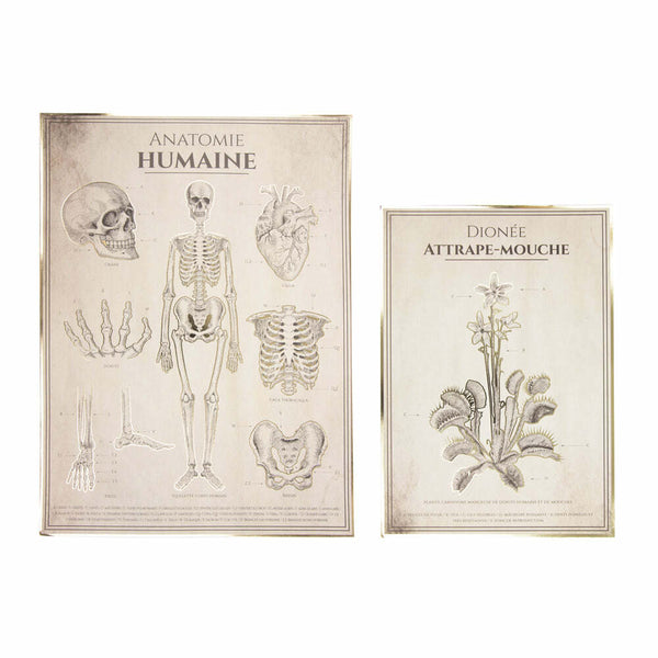 2 affiches anatomie humaine et plante - Cabinet de curiosités,Farfouil en fÃªte,Décorations