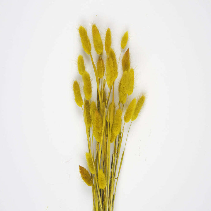 Bouquet de 30 bunny tails jaune moutarde 60 cm,Farfouil en fÃªte,Fleurs séchées