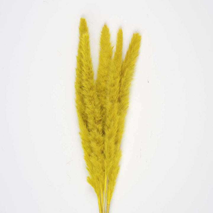 Bouquet de 5 pampas "doudou" jaune moutarde 60 cm,Farfouil en fÃªte,Fleurs séchées