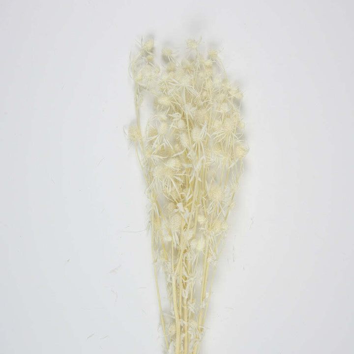 Bouquet de chardons séchés blanc 60 cm,Farfouil en fÃªte,Fleurs séchées