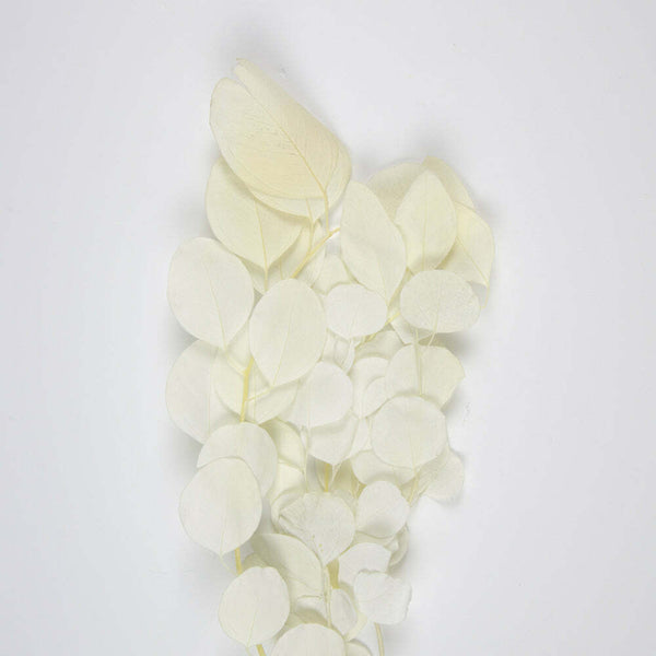 Bouquet de feuillage de pommier blanc 60 cm,Farfouil en fÃªte,Fleurs séchées