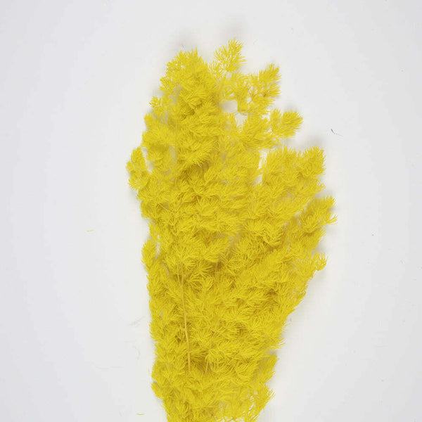 Bouquet de pampas asparagus jaune moutarde 70 cm,Farfouil en fÃªte,Fleurs séchées
