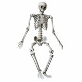 Human-sized skeleton 160/165 cm